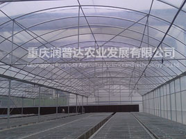 连栋薄膜温室内部（1）