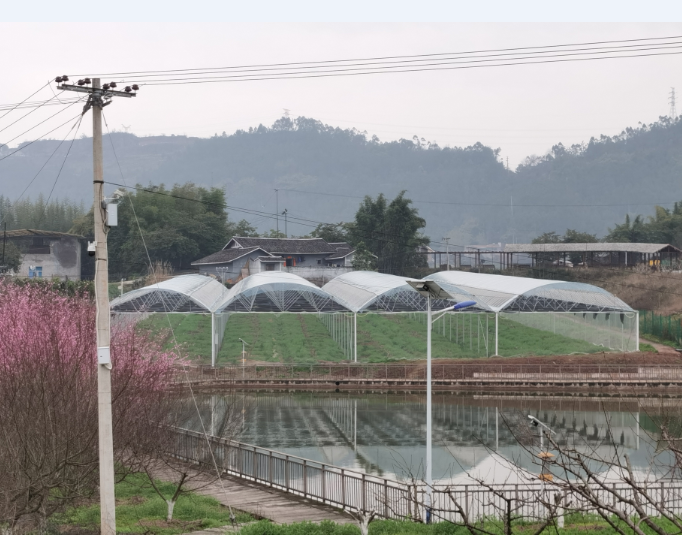 重庆连栋大棚