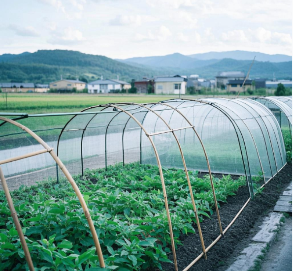 温室大棚